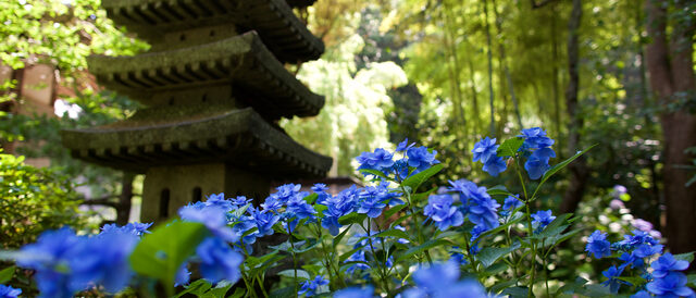 安国論寺のアジサイ